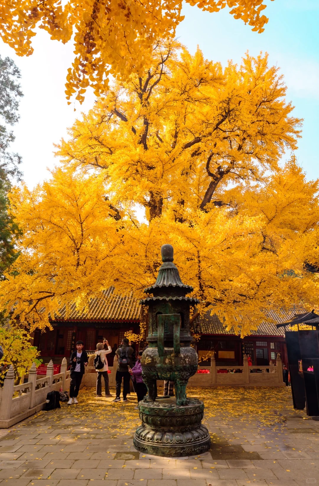 红螺寺｜两颗守望千年的银杏树_9_Akon_北京郊区-来自52tours 我爱旅游网